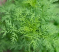 Artemisia_Annua_AdobeStock_433260359 right